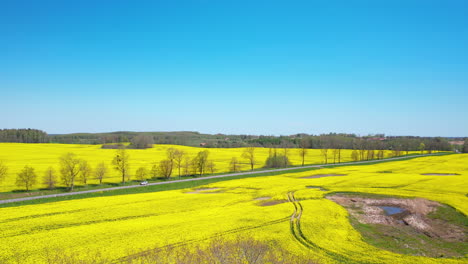 car riding within a huge yellow rapeseed field