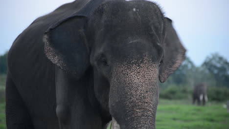 sumatran elephant with freckles and one tusk eats branches and grass