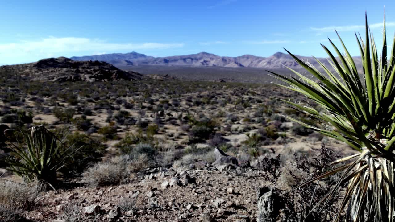 los árboles jóvenes de joshua en el parque nacional joshua tree en california con video de gimbal panorámico de derecha a izquierda