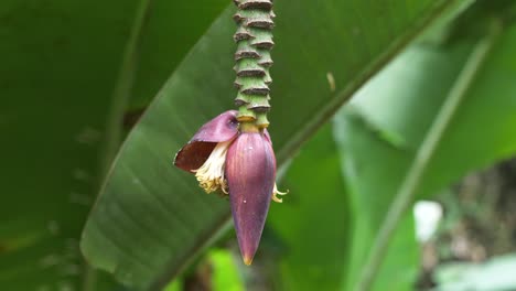 Wilde-Bananenblütenblüte-Oder-Bananenknospe