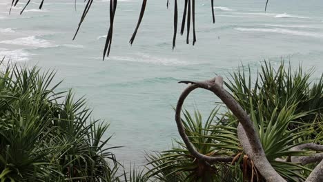 coastal view through tropical plants
