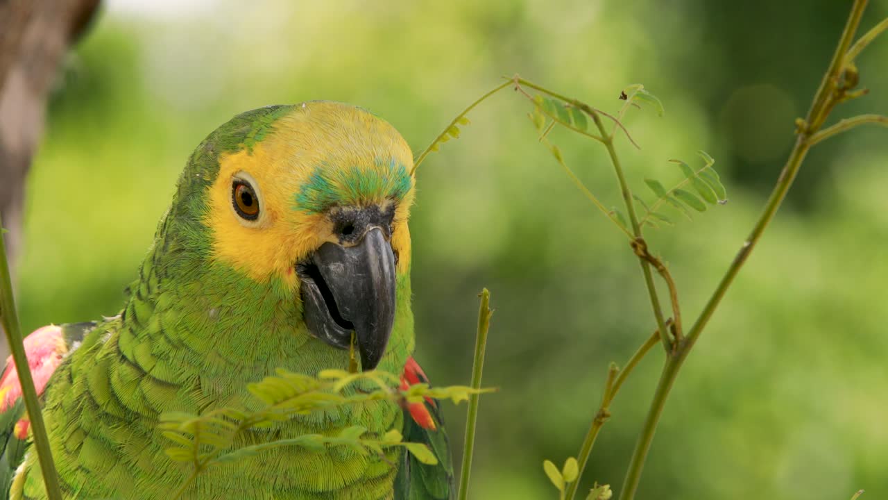4.000 imágenes de primer plano de un loro guacamayo verde, amarillo y azul
