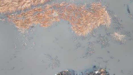 aerial top down view of dirty grey swamp water and yellow autumn grass