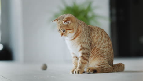 a cute ginger cat looks at soap bubbles flying past his muzzle