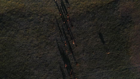 downward angle drone shot of a large team of stallions wandering through the valley near the song-kol lake in kyrgyzstan, with long shawdows