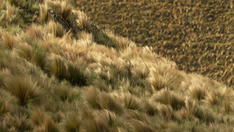 mountain slope with grass on a windy day