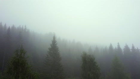 Aerial-view-boom-down-establishing-a-lonely-misty-forest-with-pine-trees