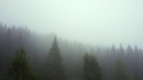 aerial view boom down establishing a lonely misty forest with pine trees