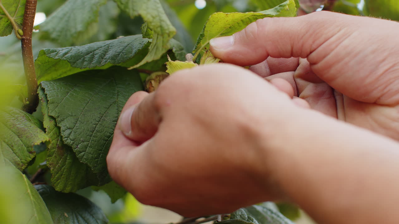 Closeup male farmer hand plucks collects ripe hazelnuts from a deciduous hazel tree bunch in garden