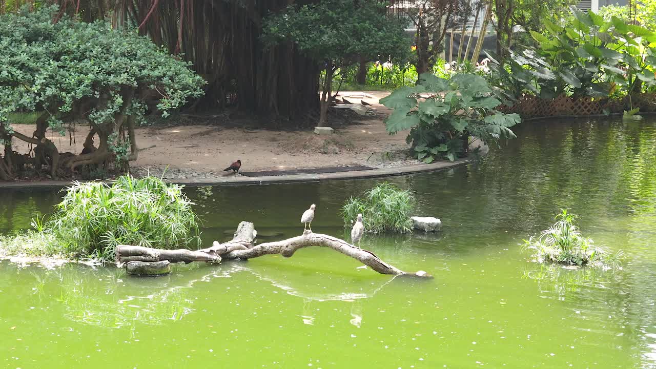 연못 근처 의 가지 에 서 있는 새 들
