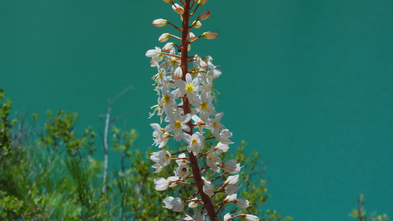 Eremurus flower and Mountain Lake of green and blue color Urungach. Located in Uzbekistan, Central Asia. 8 out of 20
