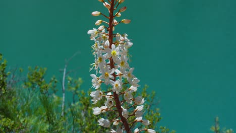 eremurus flower and mountain lake of green and blue color urungach. located in uzbekistan, central asia. 8 out of 20