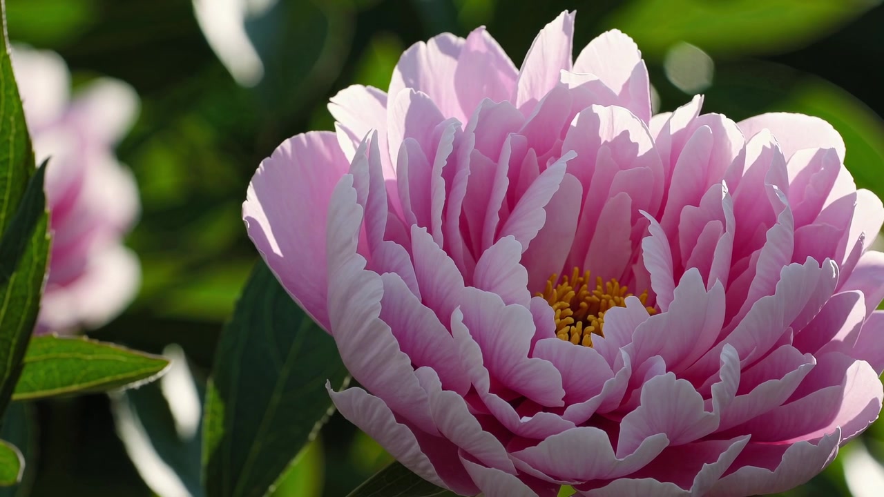 Gros plan sur une fleur de pivoine rose en pleine floraison sous la lumière du soleil