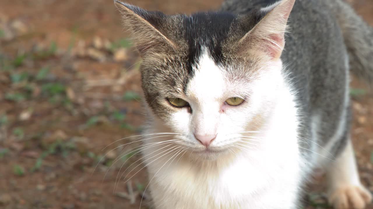 土の上に立つ三毛猫が横を向き、その後カメラの方を見ている。