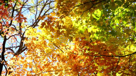 colorful autumnal foliage and tree branches backlit by light blue sky