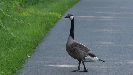 A-Canada-goose-walking-on-some-pavement-on-a-summer-day-in-the-shade-bordered-by-green-grass