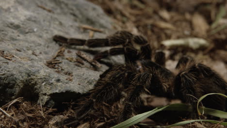 Tarantula-spider-perfectly-still-waits-for-insects-to-walk-by-on-forest-floor---close-up