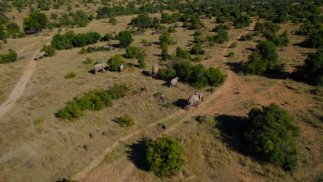 epic aerial footage of herd of african elephants walking and eating in south african savanna