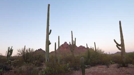 Ruhiger-Sonnenaufgang-Im-Zeitraffer-Mit-Saguaro-Kaktus-In-Arizona