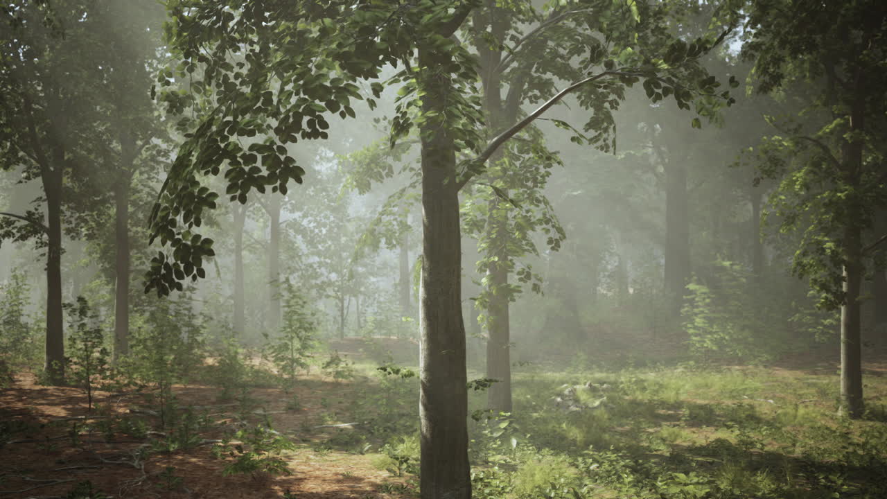 sun's rays break through the branches of trees glowing in the morning fog