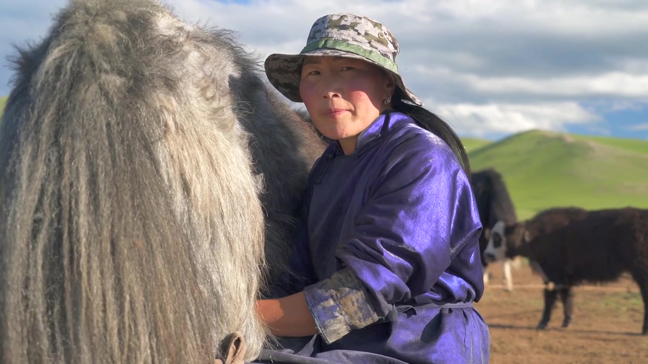 Mongołka dojąca jaka na stepie