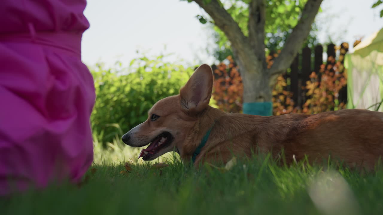 Corgi Gazes Peacefully, Dog Relaxes Amidst Lush Greenery, Tranquil Scene Of Dog Resting Near Garden Tree, Serene Image Capturing Corgi Lying Peacefully On Grass Beside Woman In Summer Setting