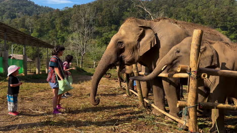 woman and kids feeding indian elephants at a farm, sunny evening in thailand
