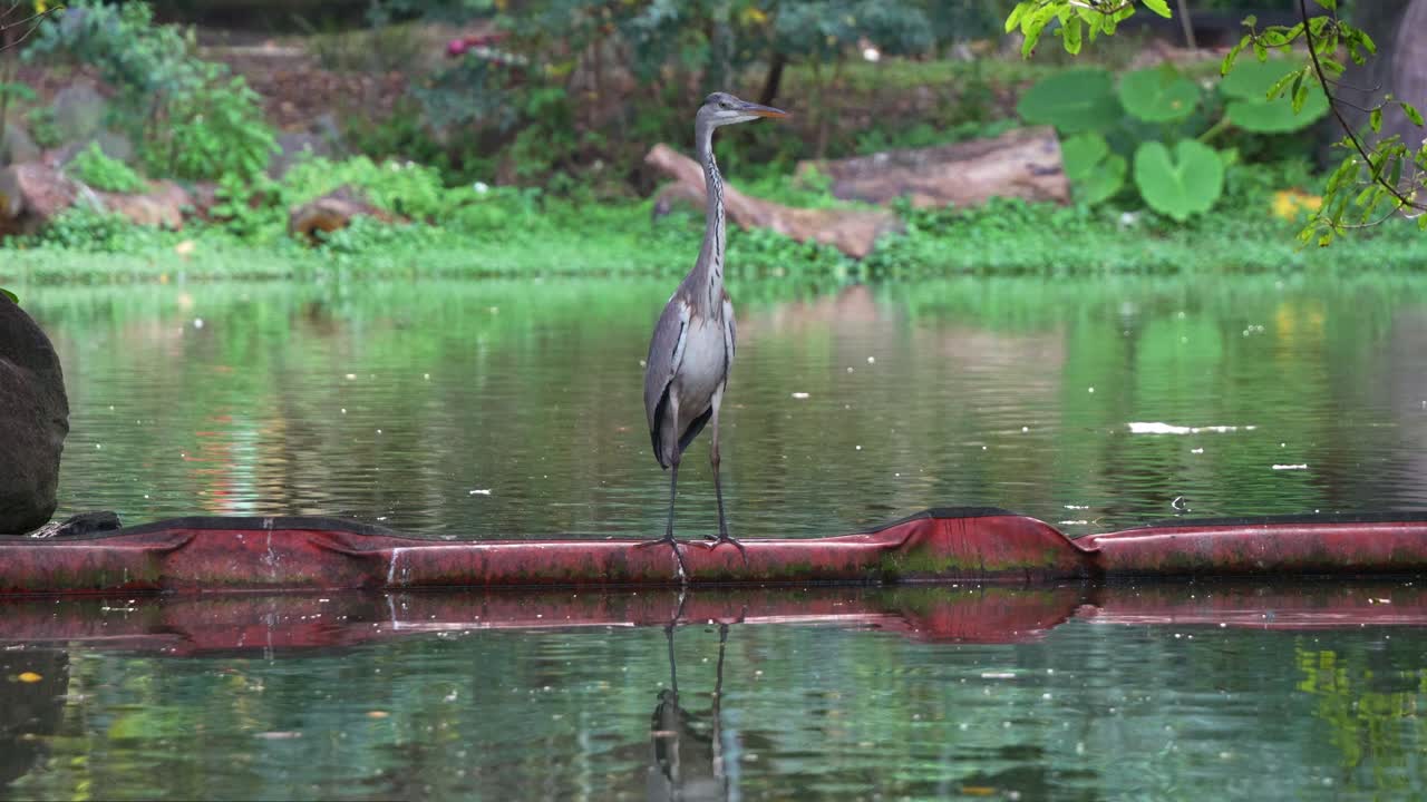 Wild grey heron, ardea cinerea, a long-legged wading bird standing motionless, patiently stalking its prey at the park, close up shot