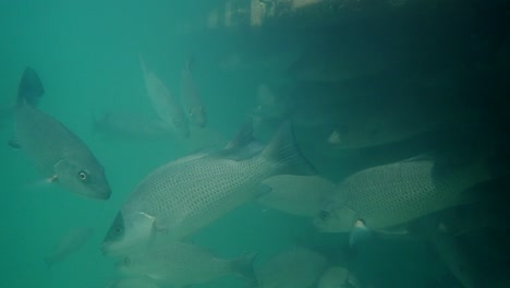 Saltwater-Snapper-School-in-Fish-Pond,-FL