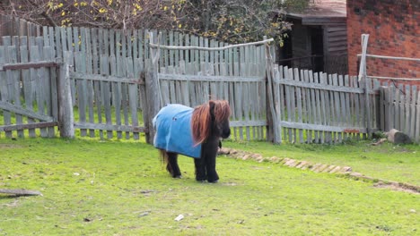 dwarf horse walking in a fenced yard