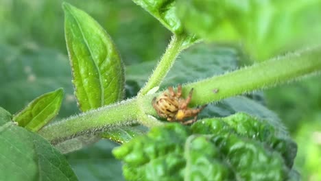 Araña-Encaramada-En-El-Tallo-De-La-Planta-Verde