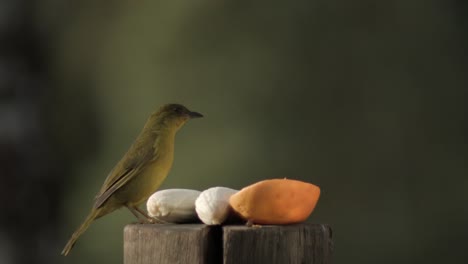 beautiful canary bird perch on a log with fruits