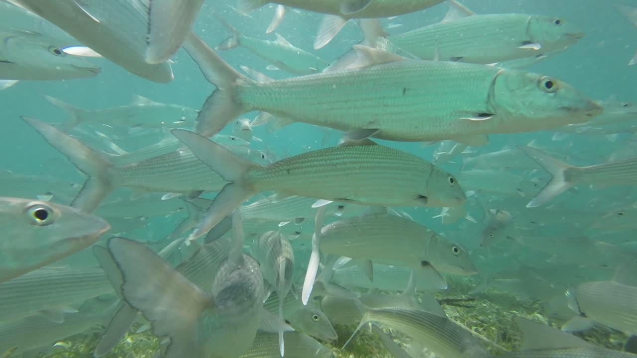 School of bonefish swimming close to the camera in shallow waters of Los Roques
