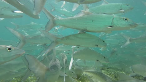 Schwarm-Grätenfische,-Die-In-Den-Flachen-Gewässern-Von-Los-Roques-Nah-An-Der-Kamera-Schwimmen