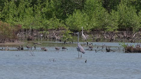 Dos-Individuos-Vistos-Muy-Separados-Mientras-Que-También-Se-Ven-Otras-Aves-Vadeando-En-El-Agua,-Garza-Gris-Ardea-Cinerea,-Tailandia