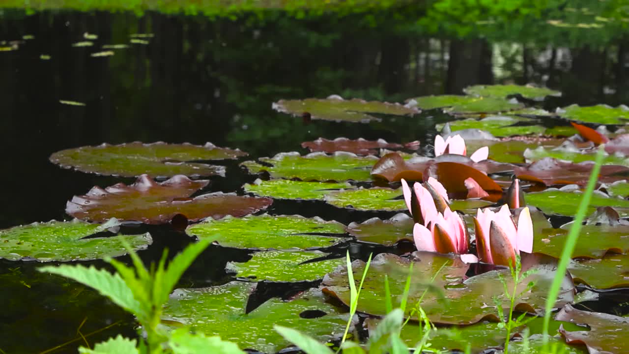 Close up view of green and red colored water lilies blossoming and blooming on a small dark colored lake or pond during summer day with bugs and instects flying on water. Shallow depth of field, bokeh