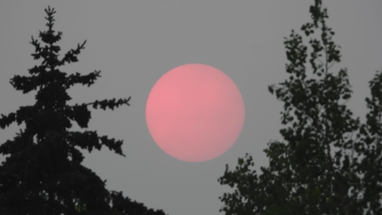 розовая кровь красная луна между двумя силуэтными деревьями освещает ночное небо