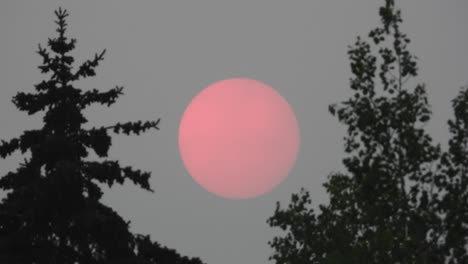 una luna roja de sangre rosa entre dos árboles con silueta ilumina el cielo nocturno