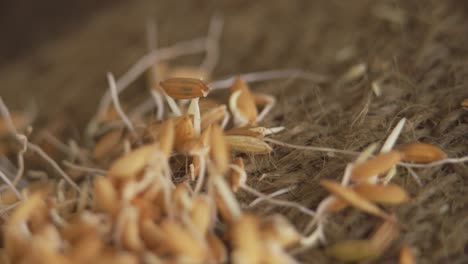 close up of rice seed with embryo food crisis concept