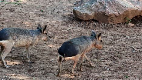 fotografía de cerca de mara, liebre de patagonia en un recinto en el parque zoológico de ática, atenas, grecia durante el día