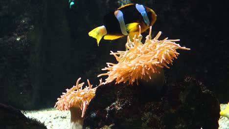 peces coloridos del hábitat de arrecifes de coral y anémona, vida silvestre submarina