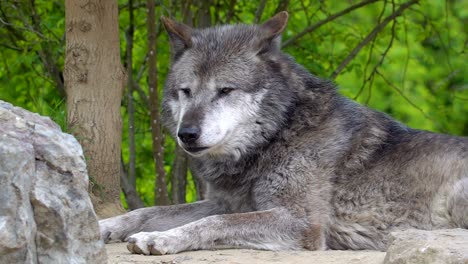 a big husky dog lying on the big rock