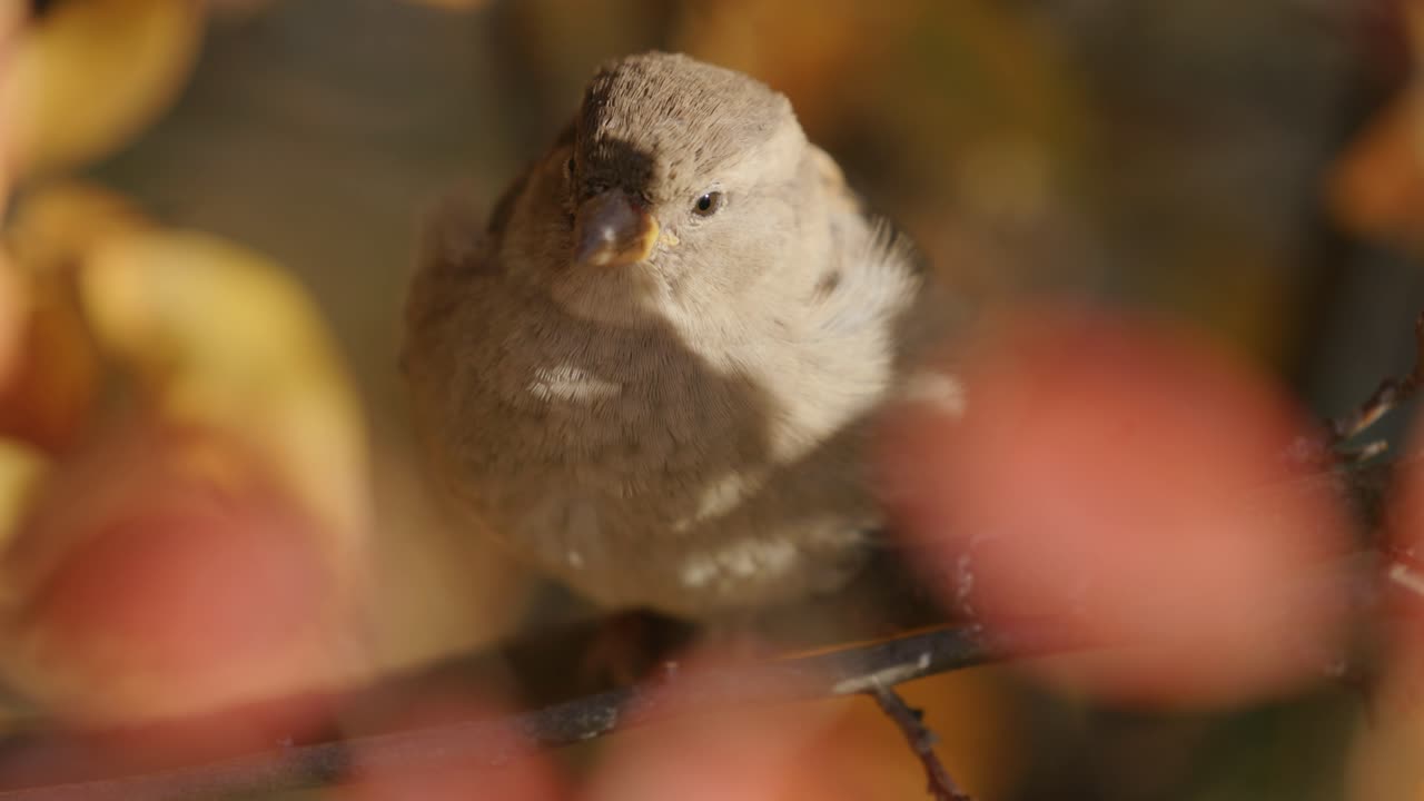 pájaro gorrión de árbol juvenil donde se posan contra el follaje otoñal borroso en un día soleado