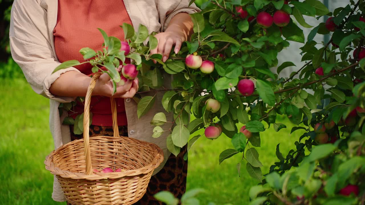 Donna che raccoglie mele fresche da un albero, godendosi i doni della natura in un rigoglioso giardino verde, assaporando la gioia della raccolta di frutta in una giornata di sole