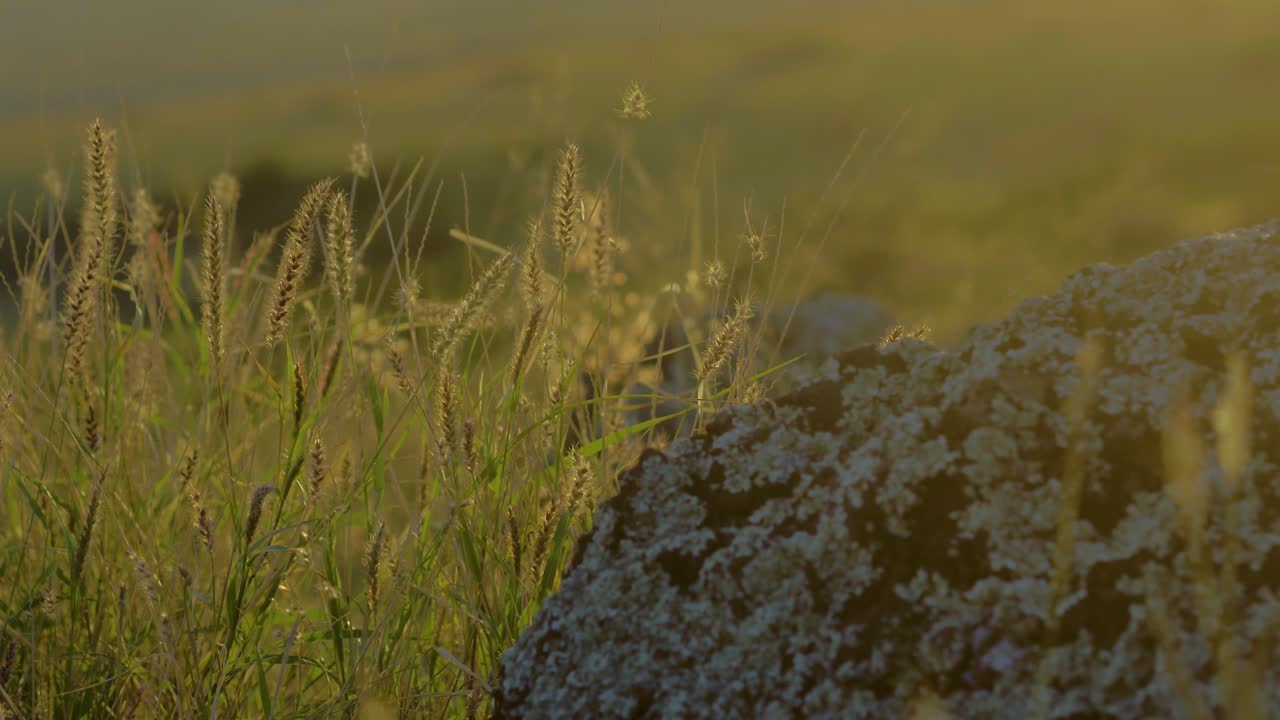 Delicate wild grass on Maui, Hawaii, blowing in the breeze in the afternoon sun