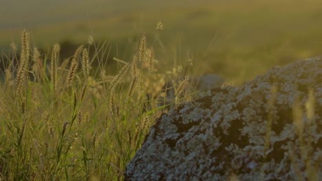 Delicate-wild-grass-on-Maui,-Hawaii,-blowing-in-the-breeze-in-the-afternoon-sun