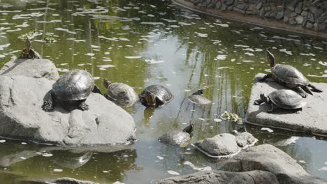 turtles getting sun on rock in pond, lima peru 4k 24fps- timelapse