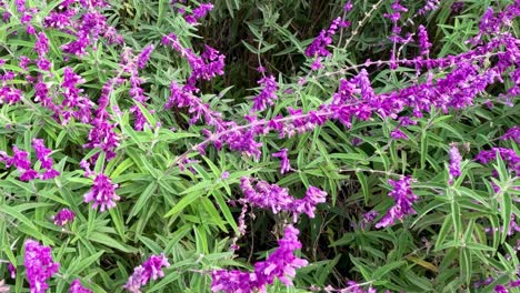 flores púrpuras vibrantes en el follaje verde exuberante