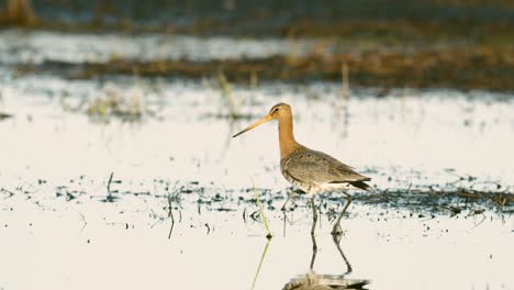 black tailed godwit close up in spring migration wetlands feeding in morning light