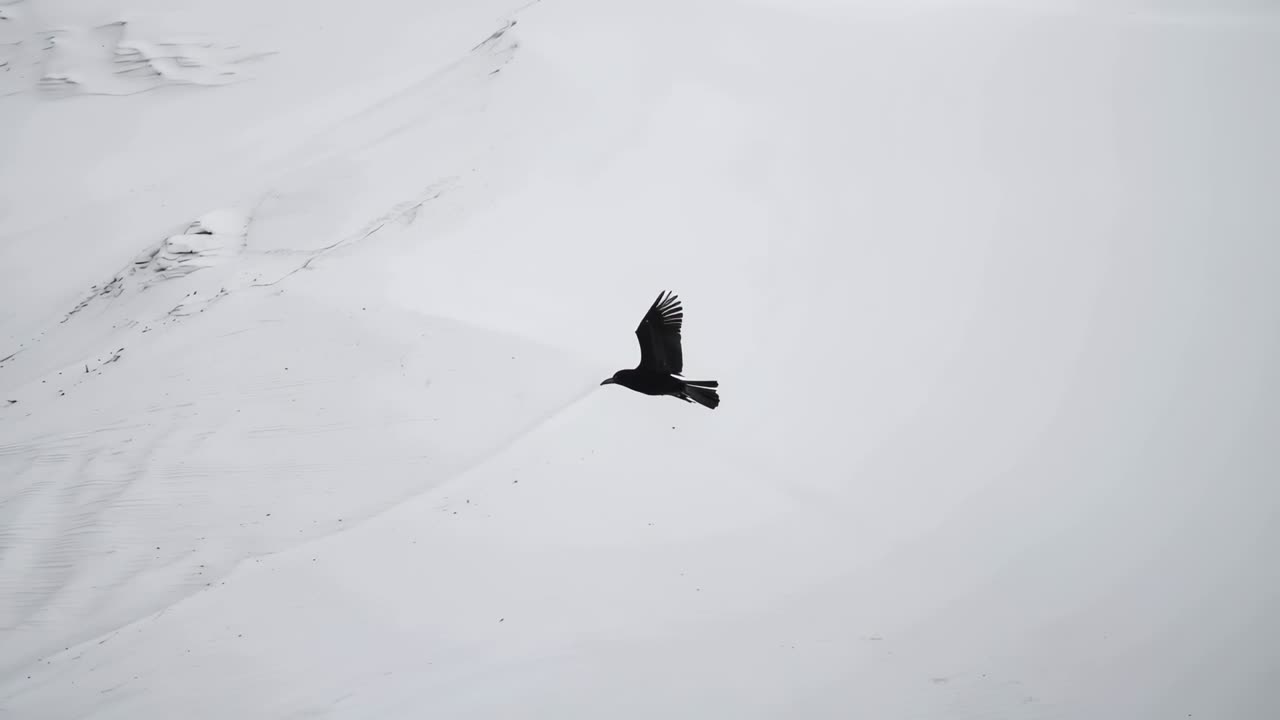 Uccello scuro in volo che inizia dal lato sinistro dell'inquadratura, battendo le ali e planando attraverso il pendio della montagna verso il cielo aperto.